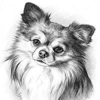 Tierportrait Bleistift